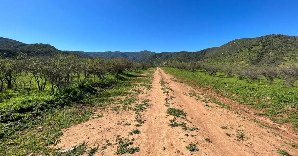 Camino de tierra entre parcelas, con árboles a los lados y cerros al fondo